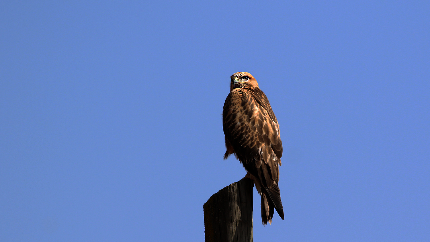 Long-legged Buzzard